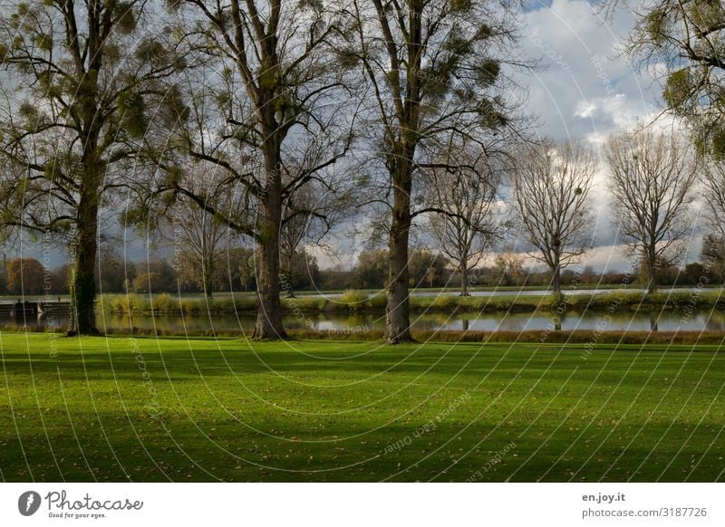 am Rhein Ferien & Urlaub & Reisen Umwelt Natur Landschaft Himmel Herbst Schönes Wetter Baum Mistelgewächse Park Wiese See Fluss grün Erholung Idylle Spazierweg