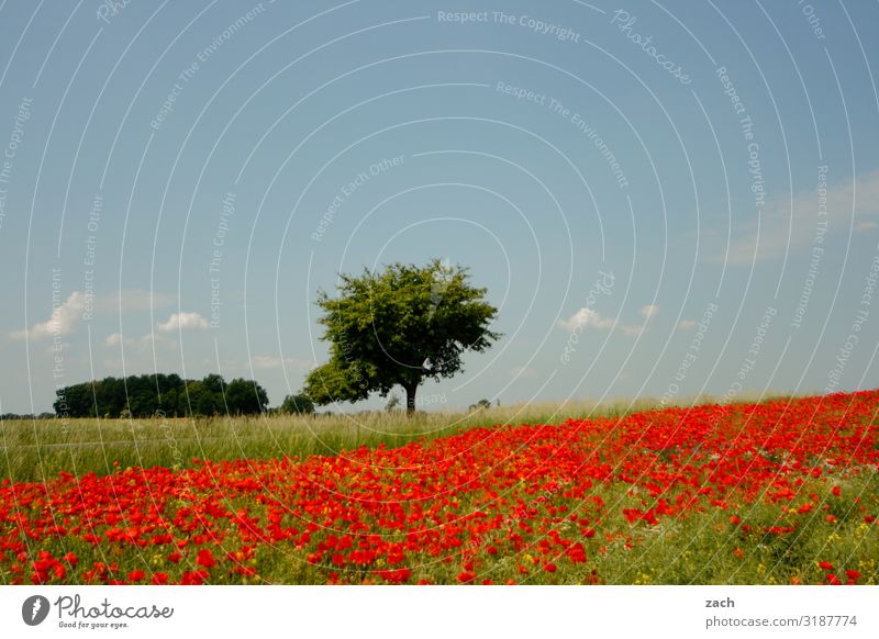 wie sich Frühling anfühlt Erholung Ausflug Umwelt Natur Landschaft Pflanze Himmel Sommer Schönes Wetter Baum Blume Gras Blüte Mohn Mohnblüte Mohnfeld Wiese Feld