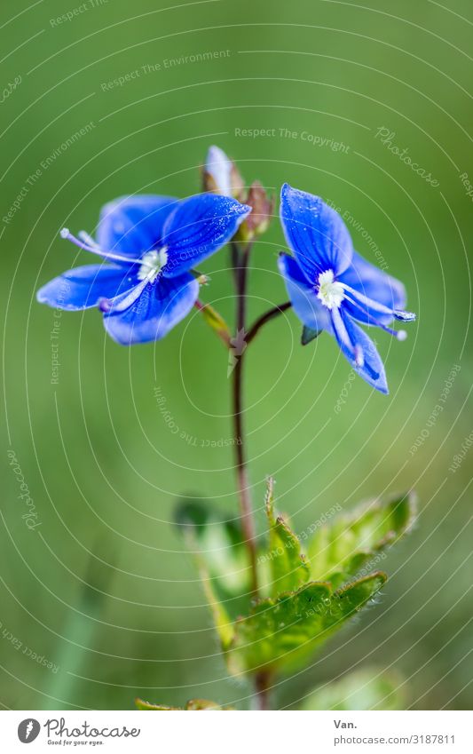 grün-blau Natur Pflanze Sommer Blume Blatt Blüte Garten Wiese Farbfoto mehrfarbig Außenaufnahme Nahaufnahme Makroaufnahme Hintergrund neutral Tag