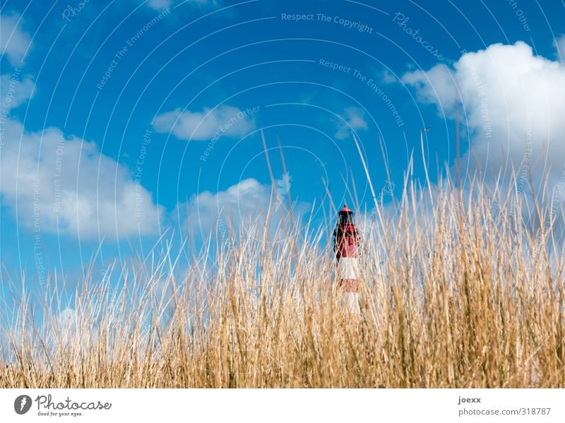 Rot-Weiß Ferien & Urlaub & Reisen Ferne Freiheit Insel Natur Landschaft Himmel Wolken Sommer Schönes Wetter Pflanze Amrum Leuchtturm alt hoch blau braun rot