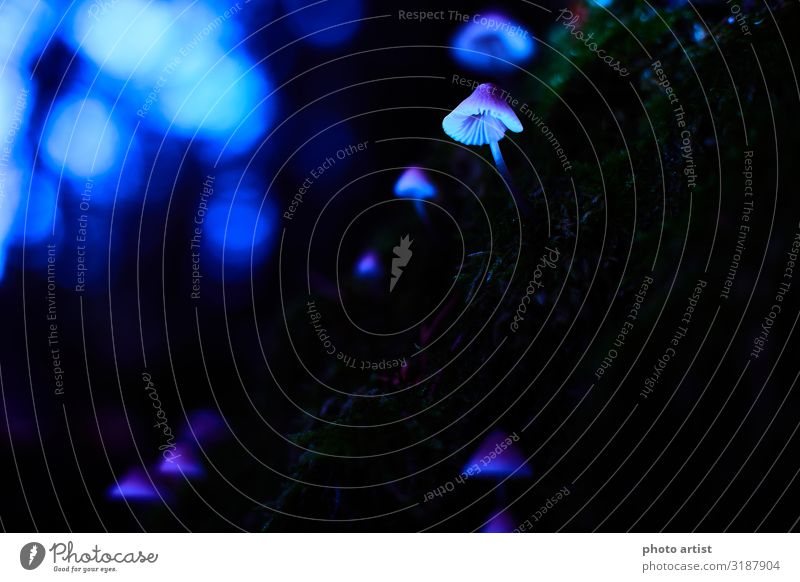 Fluoreszierende Pilze im Wald Rauschmittel Umwelt Natur Landschaft Pflanze Sonnenlicht Herbst Schönes Wetter Grünpflanze Wildpflanze Moor Sumpf Menschenleer