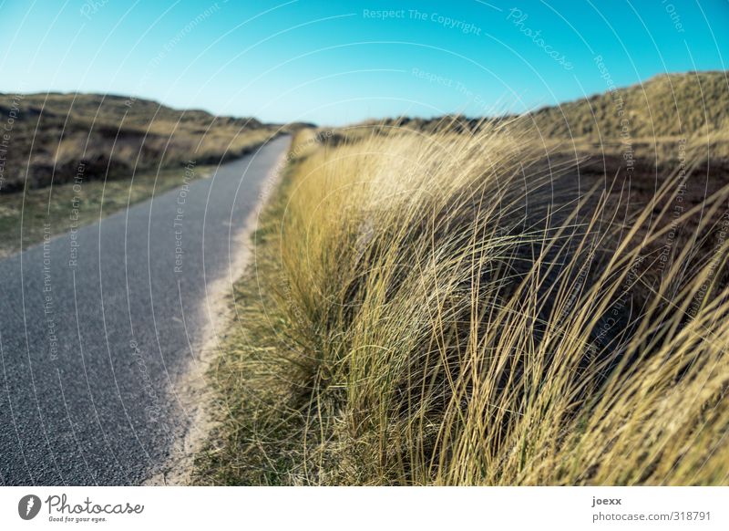 Mit Dir gehen Landschaft Himmel Sommer Schönes Wetter Dünengras Hügel Insel Wege & Pfade blau braun grau schwarz Freizeit & Hobby Natur Ferien & Urlaub & Reisen