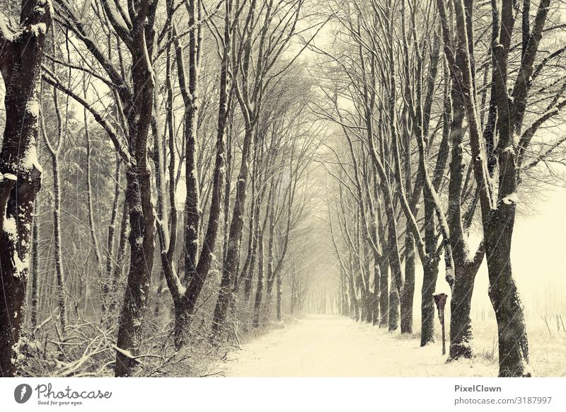 Winter im Wald Ferien & Urlaub & Reisen Tourismus Ausflug Kunst Umwelt Natur Landschaft Pflanze Baum Wildpflanze verblüht Wachstum schön schwarz weiß Gefühle