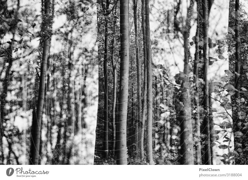 Wald und Wald Ferien & Urlaub & Reisen Tourismus Ausflug Umwelt Natur Landschaft Pflanze Tier Baum Wachstum schön trashig schwarz Stimmung träumen