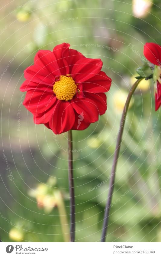 Blume Blüte Pflanze Sommer Makroaufnahme Natur Detailaufnahme Blühend rot Blütenblatt flora Garten