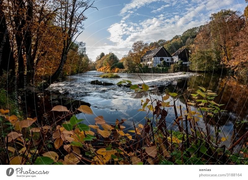 Wipperkotten mit Wupper im Herbst im Bergischen Land Ferien & Urlaub & Reisen Natur Landschaft Himmel Schönes Wetter Baum Springkraut Fluss Solingen Leichlingen