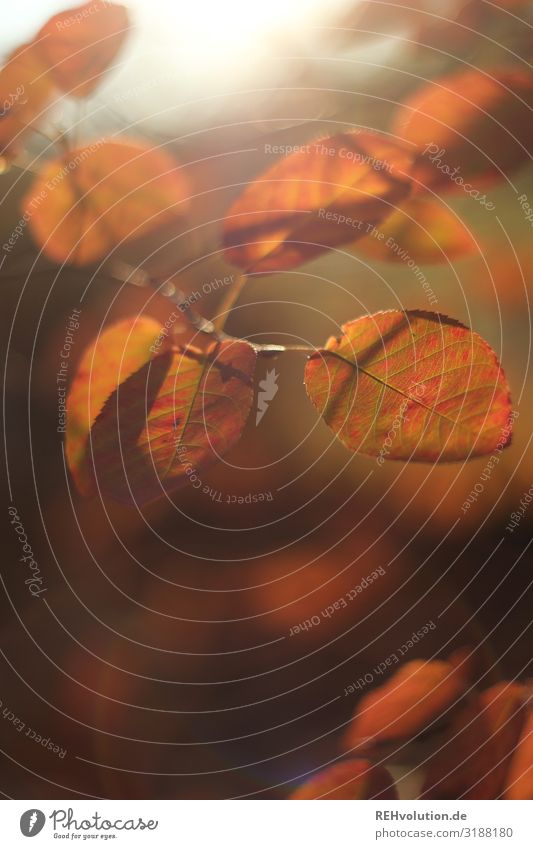 rote Herbstblätter herbstlich Lichtschein Sonnenlicht laub Blätter Natur Nahaufnahme Makroaufnahme Hintergrund Unschärfe Stimmung Außenaufnahme Wald Pflanze