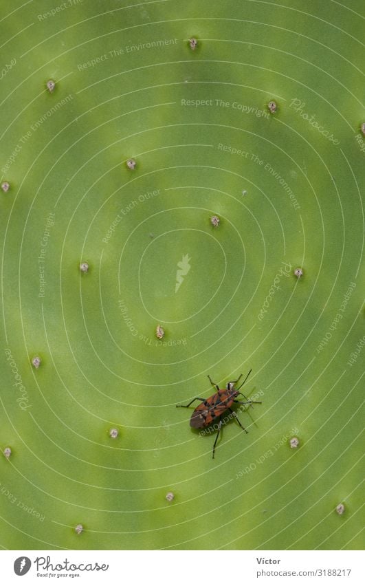 Samenwanze (Spilostethus pandurus) auf einem Polster der Berberfeige (Opuntia maxima). Timijiraque Geschützte Landschaft. Valverde. El Hierro. Kanarische Inseln. Spanien.