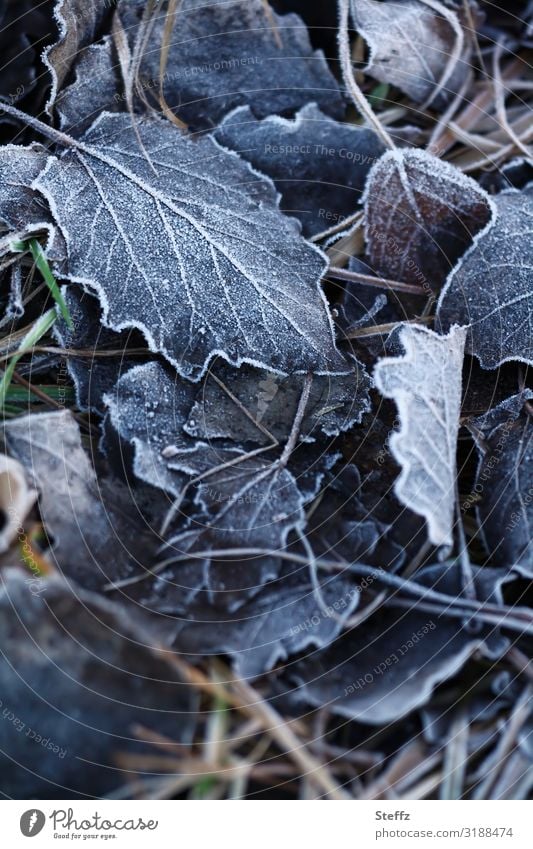 Ein Hauch vom Frost Kälteeinbruch Kälteschock frostig Raureif Wintereinbruch Bodenfrost winterliche Stille Wintermelancholie Winterkälte vergänglich