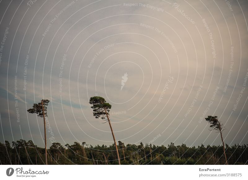 Windgeformt Umwelt Natur Landschaft Himmel Wolken Klima Baum Wald Ostsee blau grün weiß 3 Kiefer Strukturen & Formen Farbfoto Gedeckte Farben Menschenleer