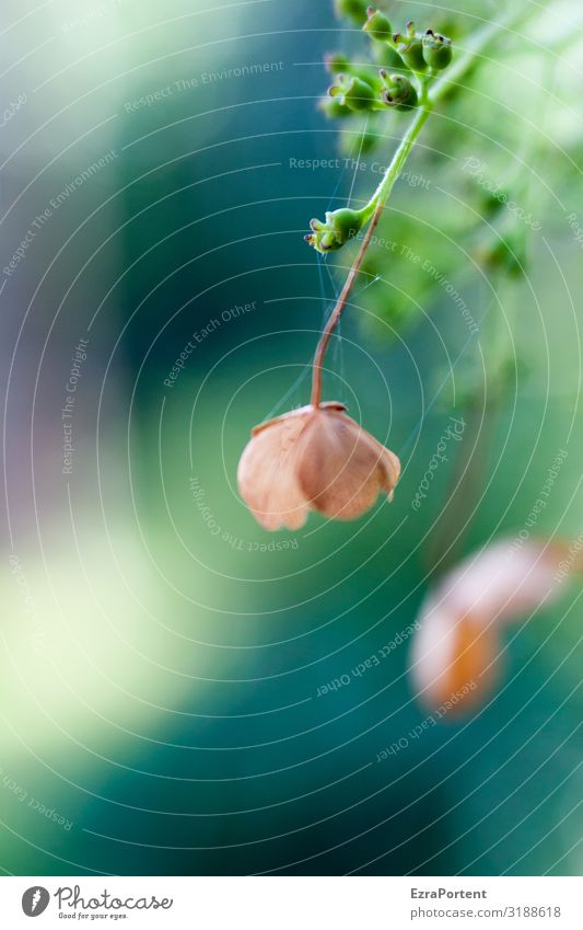 . Umwelt Natur Pflanze Blume Garten blau braun grün Blütenknospen Unschärfe Zweige u. Äste Farbfoto Außenaufnahme Menschenleer Textfreiraum links