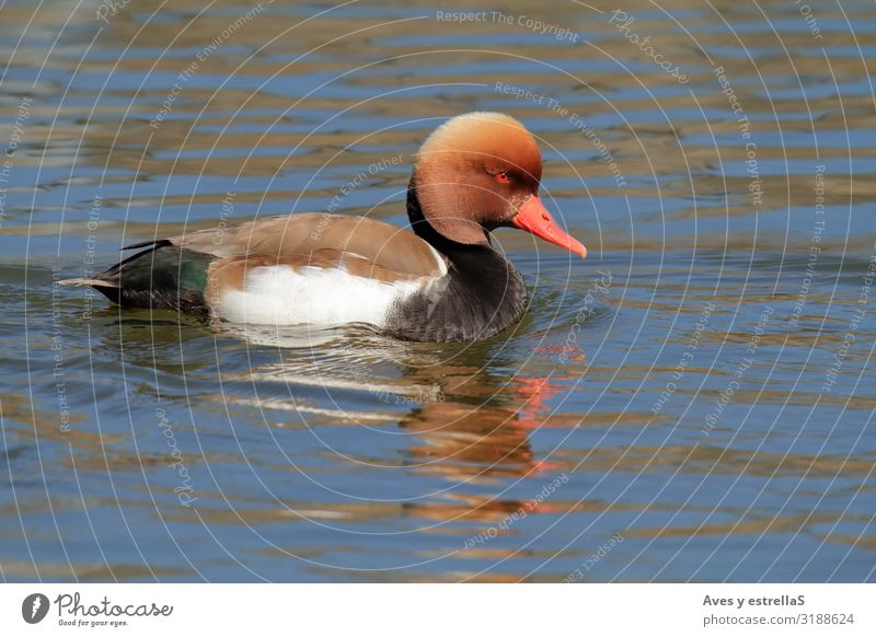 Rothaubenenteente (Netta rufina) männlich schwimmend Ente Ameise Schwimmen & Baden Wasser Tier Vogel Schnabel Auge Feder rot Nesseltiere