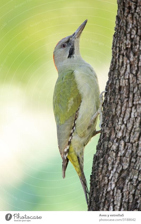 Europäischer Grünspecht (Picus viridis) auf einem Baumstamm Tier Vogel Specht Schnabel Auge Feder grün Gras Chopper picus viridis Grünling