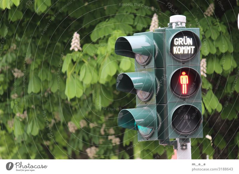 Rote Fußgängerampel mit Hinweis Grün kommt Frühling Sommer Baum Dorf Kleinstadt Stadt Stadtzentrum Stadtrand bevölkert Verkehr Ampel lesen Blick warten rund