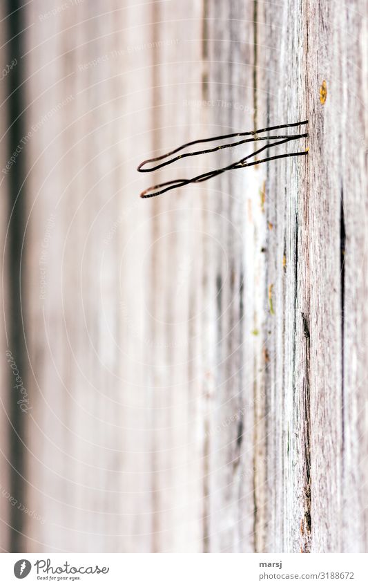 Für was auch immer M-Draht auf Holzwand Maserung dünn authentisch gekrümmt skurril sinnlos nutzlos Farbfoto Gedeckte Farben Makroaufnahme abstrakt Menschenleer