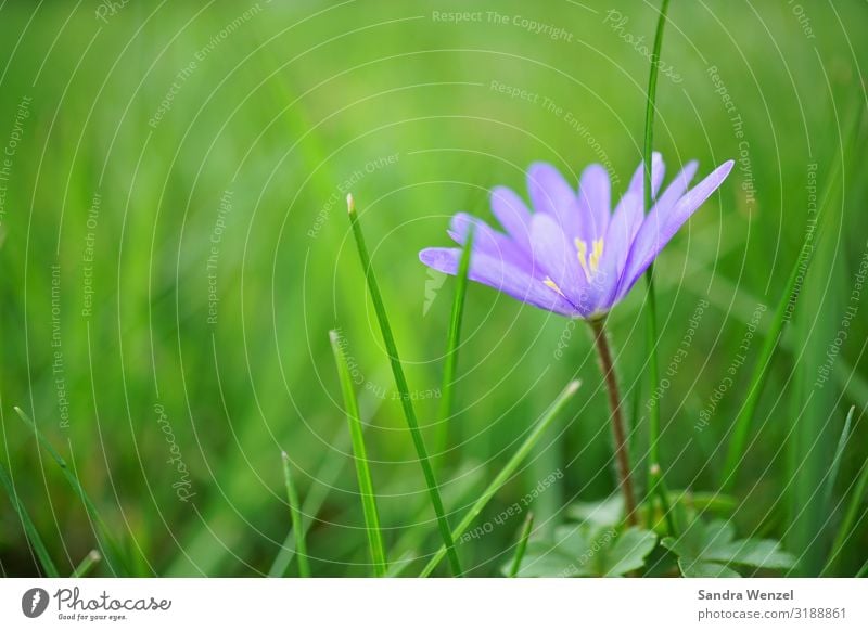 Wegewarte Umwelt Natur Landschaft Pflanze Frühling Sommer Garten Park Wiese Feld schön blau violett Blume Umweltschutz Farbfoto Außenaufnahme Menschenleer