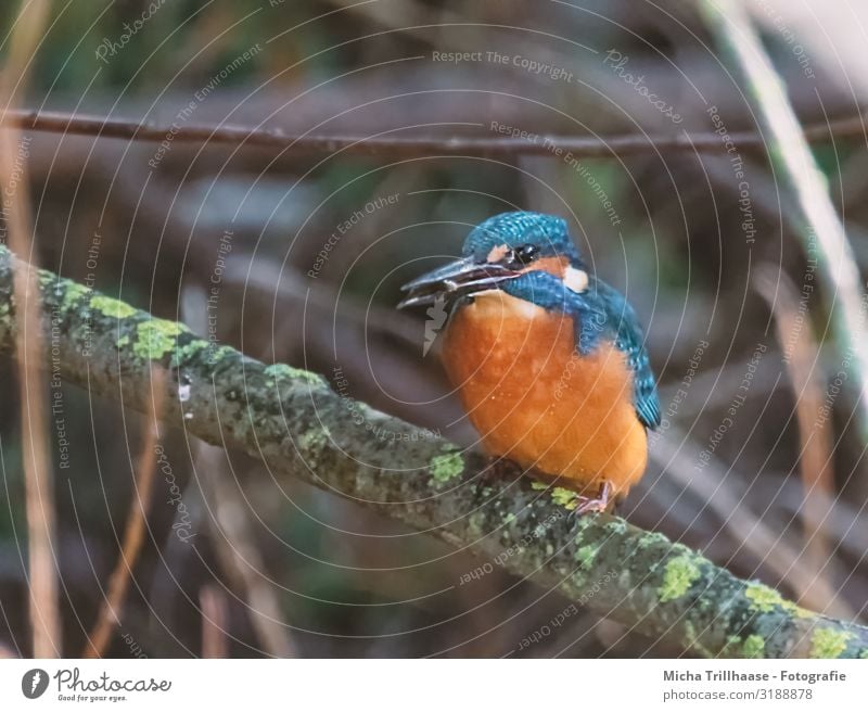 Eisvogel mit Fisch im Schnabel Natur Tier Sonnenlicht Pflanze Sträucher Zweige u. Äste Seeufer Flussufer Wildtier Vogel Tiergesicht Flügel Krallen Eisvögel Auge