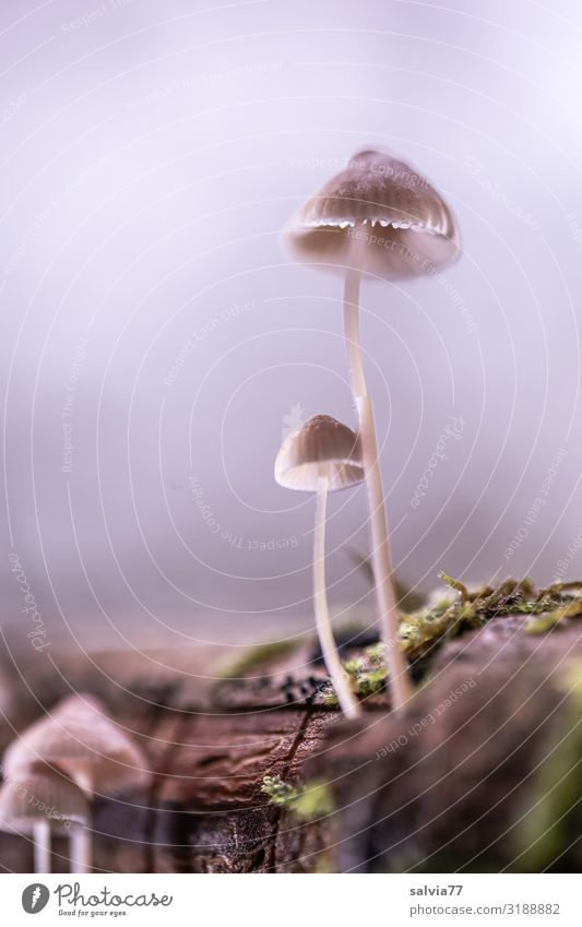 filigrane Wesen Umwelt Natur Pflanze Herbst Baum Moos Pilz Pilzhut Holz Baumstamm Ast Wald Wachstum dünn klein Vergänglichkeit zart Totholz grau Farbfoto