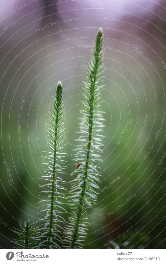 Bärlapp Umwelt Natur Pflanze Moos Wildpflanze Heilpflanzen Lycopodium Wald Wachstum außergewöhnlich Farbfoto Außenaufnahme Makroaufnahme Strukturen & Formen