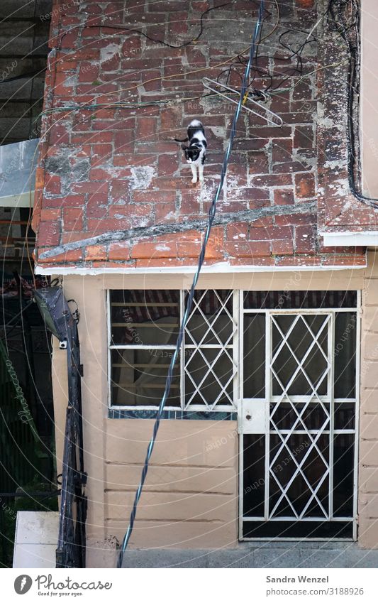 DIe Katz auf dem Dach in Havanna Kuba Amerika Stadt Hauptstadt Hafenstadt Stadtzentrum Altstadt Haus Fassade Tier Haustier Katze 1 alt Armut außergewöhnlich