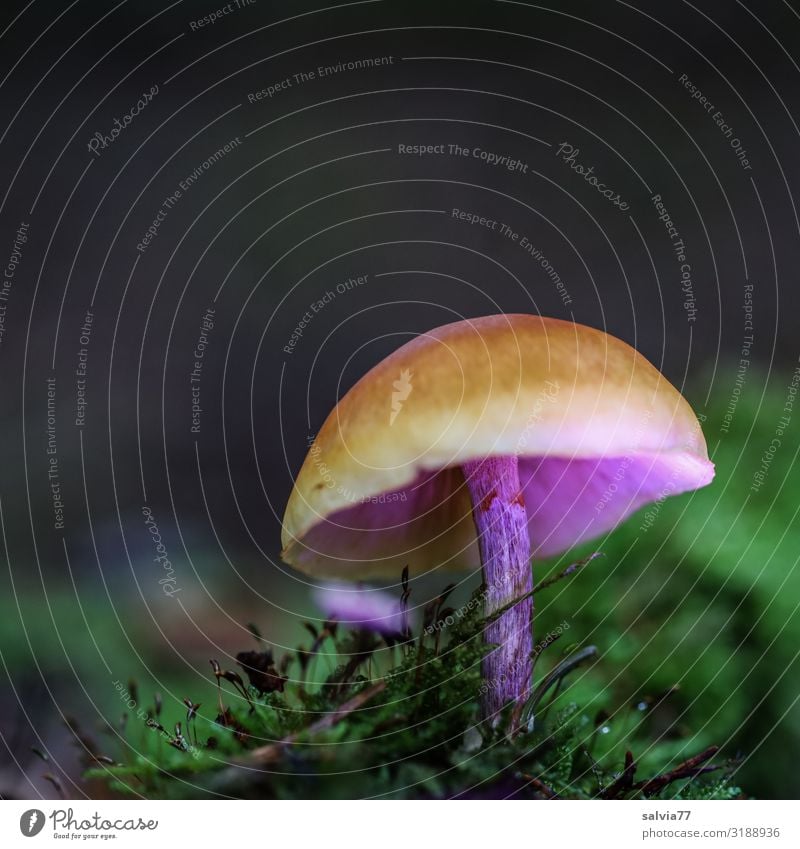 Pilz im Moos Wald Pflanze Herbst Natur Außenaufnahme Wachstum Schwache Tiefenschärfe Makroaufnahme grün braun Textfreiraum oben Froschperspektive Waldboden