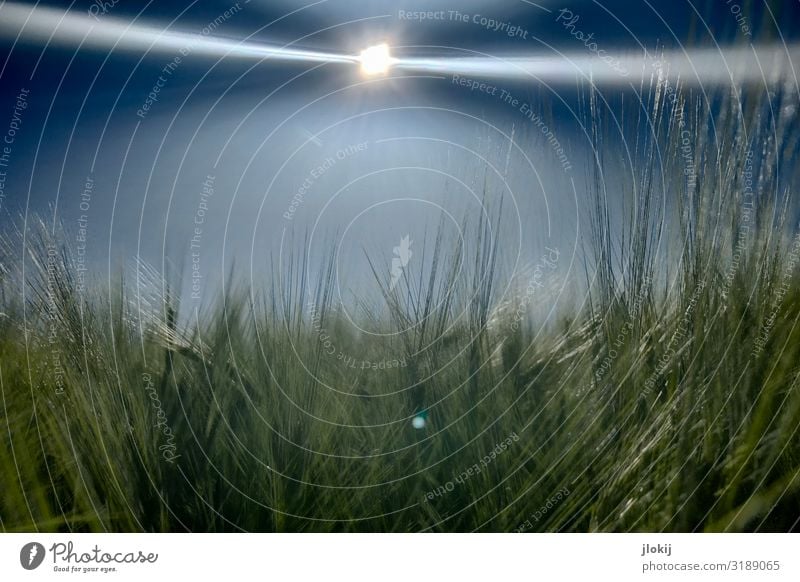 Sommergerste Umwelt Natur Pflanze Himmel Sonne Schönes Wetter Nutzpflanze Gerste Granne Feld Wachstum Ferne Ernte Landwirtschaft Ackerbau Grün blau Farbfoto