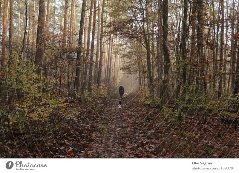 Auch der Herbst hat noch schöne Tage.... feminin Frau Erwachsene 1 Mensch 60 und älter Senior Natur Tier Nebel Baum Sträucher Wald Haustier Hund 3 Erholung