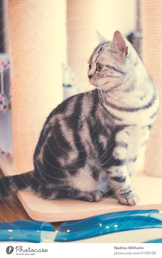 British Shorthair Kitten Silver Tabby Tier Haustier Katze 1 Tierjunges Spielzeug Kratzbaum beobachten Blick sitzen hell Neugier blau gelb grau schwarz silber