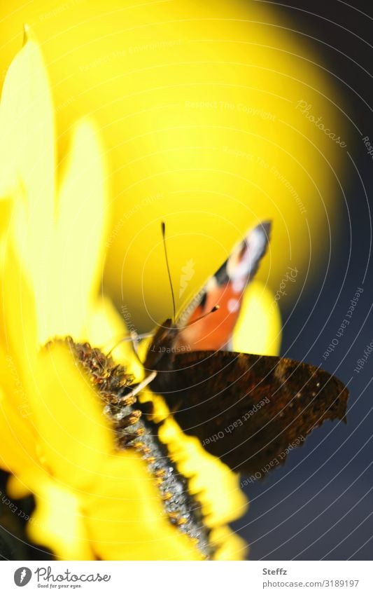 letzte sonnige Tage im Oktober Schmetterling Tagpfauenauge blühende Sonnenblume Falter Edelfalter sonniger Tag Indian Summer sonniger Herbsttag Frühherbst