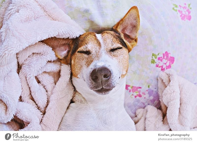 Schlafender süßer Hund in Decke auf dem Bett Lifestyle Gesundheitswesen harmonisch Freizeit & Hobby Schlafzimmer Erwachsene Kopf Tier Haustier Lächeln schlafen