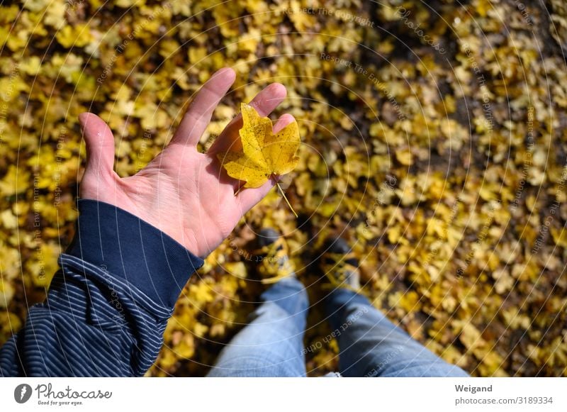 Laubsammler harmonisch Wohlgefühl Zufriedenheit Sinnesorgane Erholung Hand 1 Mensch Urelemente Baum beobachten Freundlichkeit Fröhlichkeit gelb gold Vertrauen