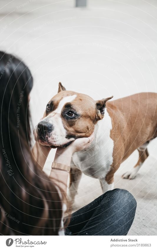 Junge Frau spielt mit einem erwachsenen, schönen Haushund. Spielen Hund Glück heimisch Haustier Freundschaft Fürsorge Liebe Hündchen Tier Erwachsene reizvoll