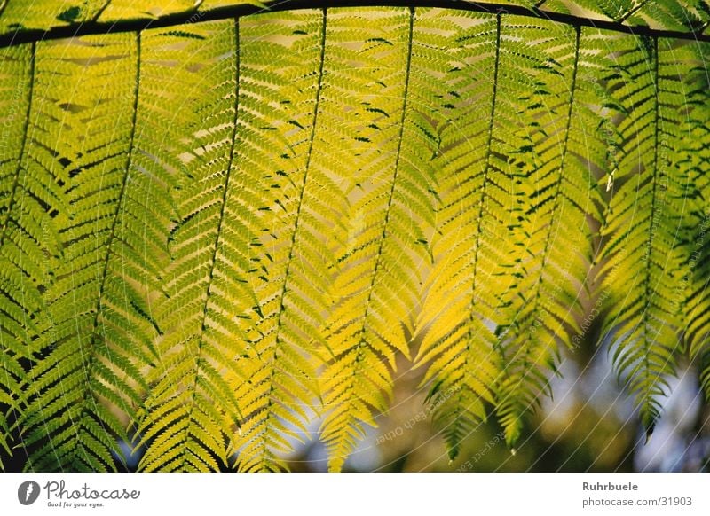 Farn im Sonnenlicht Blatt grün Pflanze Echte Farne Natur