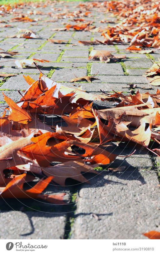 Herbstlaub Natur Landschaft Pflanze Blatt Eichenblatt Park Kleinstadt braun grau grün rot schwarz Herbstfärbung Oktober Farbenspiel Gegenlicht Steinweg