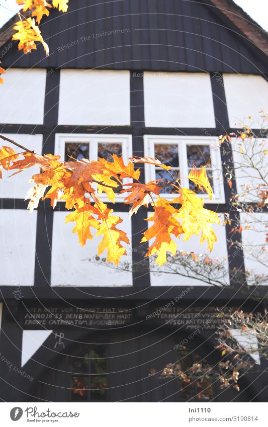 Fachwerkgiebel Landschaft Herbst Schönes Wetter Baum Blatt Eichenblatt Park Haus Fachwerkfassade Fassade Fenster Denkmal braun gelb schwarz weiß Fachwerkhaus