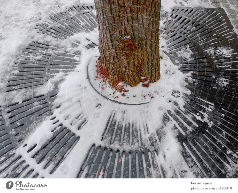 Winterbaum Baum Baumstamm Baumscheibe Linz (Donau) Park Gitter Gitterrost kreisrund Kreis Farbfoto Außenaufnahme Tag