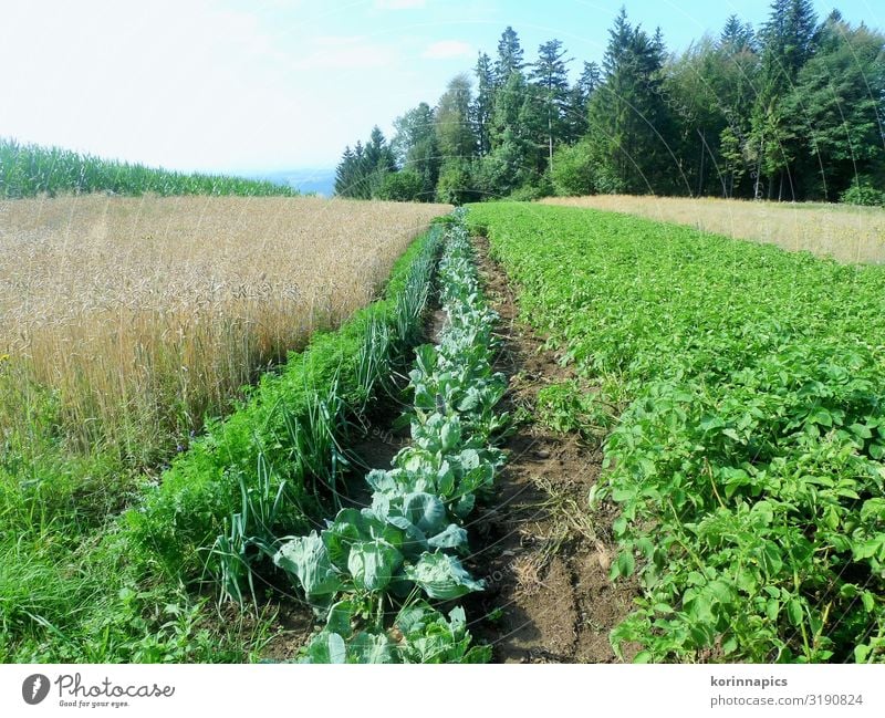 Feld im Mühlviertel Gesunde Ernährung Ferien & Urlaub & Reisen Tourismus Sommer wandern Gartenarbeit Landwirtschaft Forstwirtschaft Umwelt Natur Landschaft