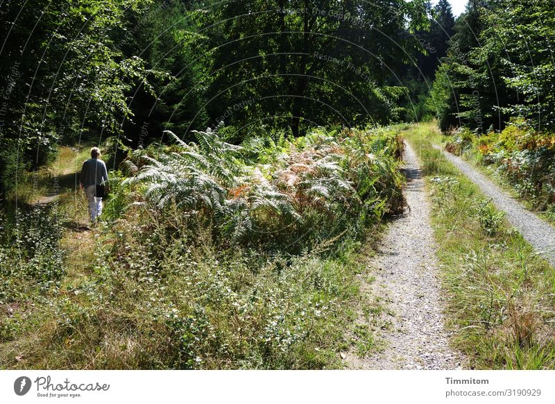 Der eigene Weg Ferien & Urlaub & Reisen Frau Erwachsene 1 Mensch Umwelt Natur Landschaft Pflanze Schönes Wetter Baum Wald Odenwald Wege & Pfade gehen Gesundheit