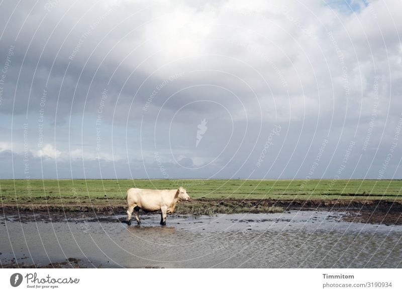 Nasse Hufe in Dänemark Ferien & Urlaub & Reisen Umwelt Natur Landschaft Pflanze Tier Erde Luft Wasser Wolken Wetter Wiese Kuh 1 stehen natürlich blau braun grau