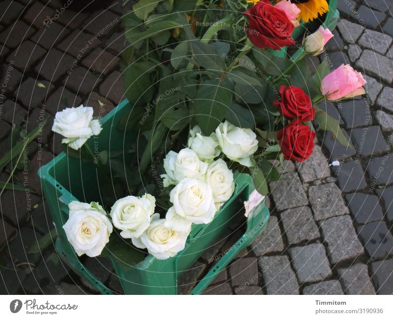 Geburtstag? Dann nimm Dir eine. Feste & Feiern Pflanze Rose Stein Blühend warten schön grau grün rosa rot weiß Gefühle Freude Marktplatz Farbfoto Außenaufnahme