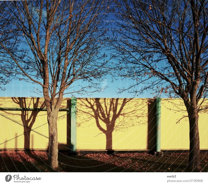 Wandmal Umwelt Natur Pflanze Wolkenloser Himmel Herbst Schönes Wetter Baum Gras Baumschatten Ast Zweige u. Äste Mauer Holz Metall leuchten blau gelb Baumarkt