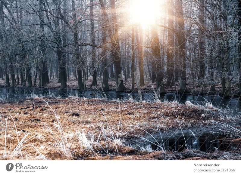 Novemberwetter ruhig Ausflug Natur Landschaft Sonne Herbst Winter Wetter Schönes Wetter Eis Frost Blume Gras Wiese Wald Moor Sumpf Bach verblüht kalt Stimmung