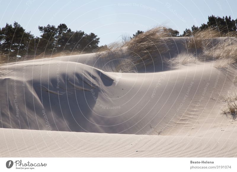 Vom Winde verweht 2 Sand Strand Meer Düne Ferien & Urlaub & Reisen Stranddüne Verwehungen Dünengras Landschaft