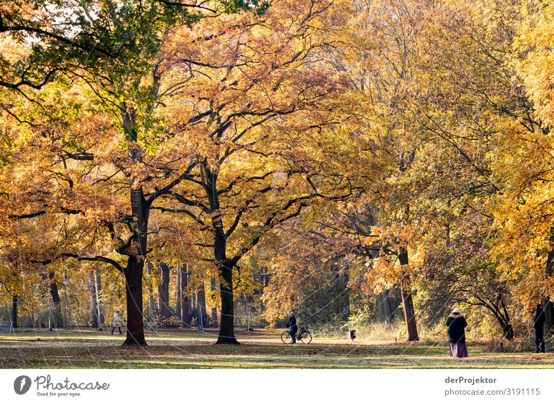 Berliner Tiergarten im Herbst Ferien & Urlaub & Reisen Tourismus Ausflug Abenteuer Ferne Freiheit Sightseeing Städtereise wandern Umwelt Natur Pflanze