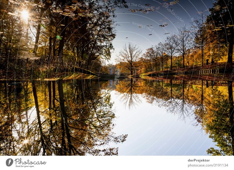 Wenn unten oben ist: Tiergarten in Berlin Ferien & Urlaub & Reisen Tourismus Ausflug Freiheit Sightseeing Städtereise Umwelt Natur Garten Park Teich