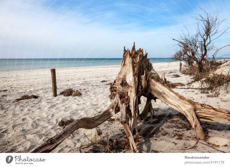 Weststrand Ferien & Urlaub & Reisen Tourismus Sommer Sommerurlaub Strand Meer Natur Landschaft Urelemente Sand Wasser Himmel Wolken Frühling Schönes Wetter Baum