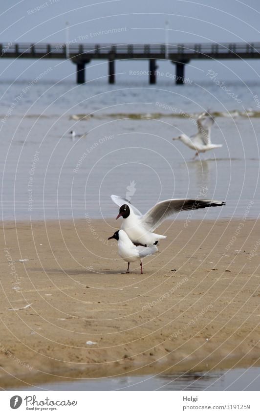 Paarung eines Möwenpaares am Strand, im Hintergrund eine Seebrücke Umwelt Natur Landschaft Tier Sand Wasser Frühling Ostsee Insel Usedom Brücke Wildtier Vogel 3