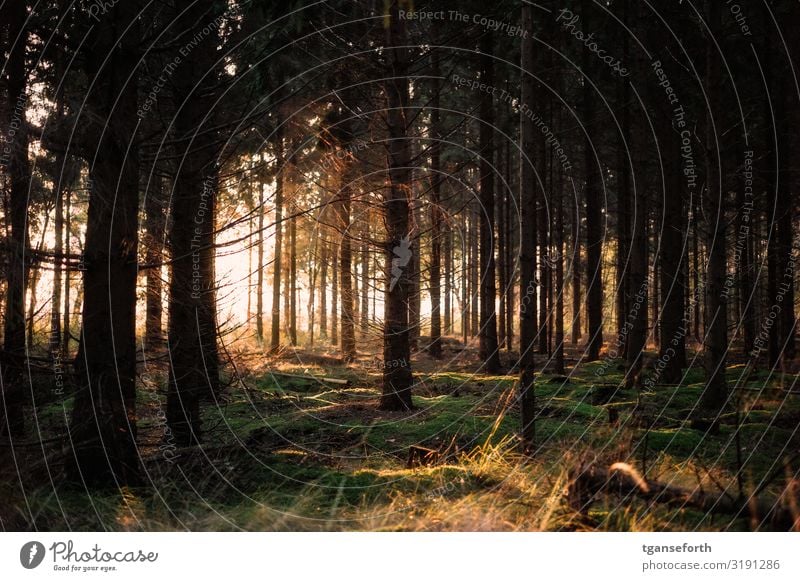 Im Wald Umwelt Natur Landschaft Pflanze Sonne Sonnenaufgang Sonnenuntergang Sonnenlicht Herbst Baum Sträucher Moos leuchten ästhetisch fantastisch Glück hell