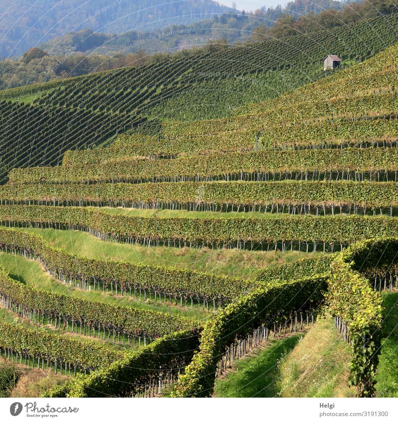 Weinreben in verschiedenen Reihen am Weinberg im Schwarzwald Umwelt Natur Landschaft Pflanze Sonnenlicht Schönes Wetter Nutzpflanze Berge u. Gebirge Hütte