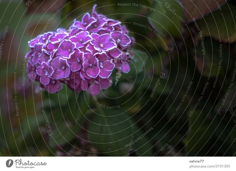 letzte Blütenpracht Umwelt Natur Pflanze Urelemente Wasser Herbst Wetter Eis Frost Blume Hortensienblüte Garten Blühend Raureif gefroren kalt Kälteschock